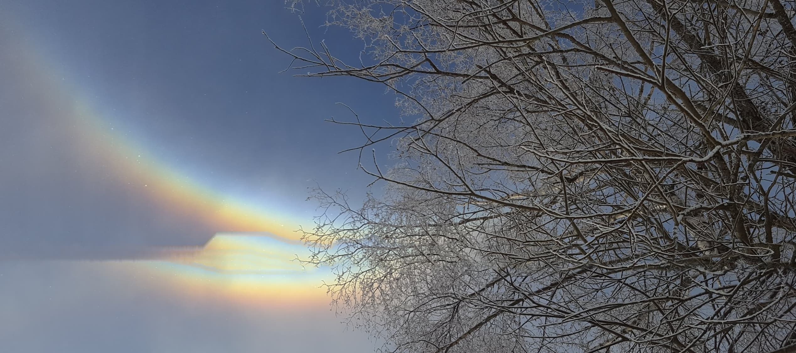 tree branches covered by snow, with a circumzenithal arc (rainbow) in background